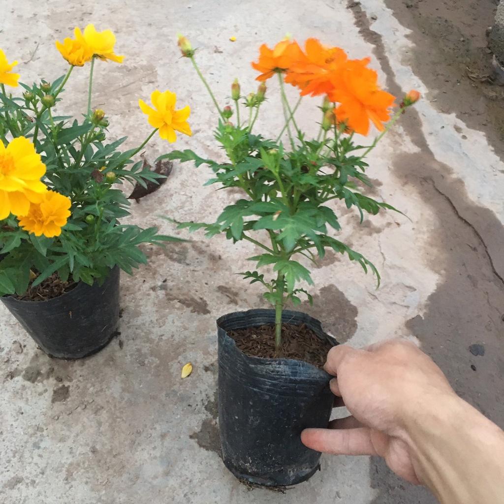 Cây Hoa Cúc Bướm CÁNH KÉP Tán Xum Nhiều Nụ Sẵn Hoa Chiều Cao 30cm