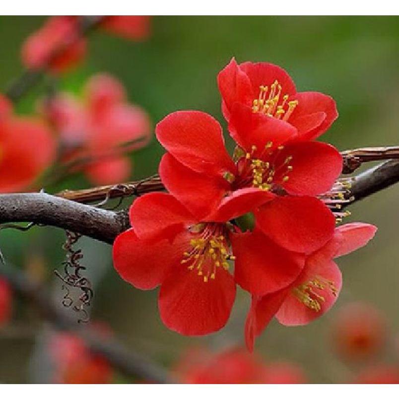 Hạt giống hoa mai trung quốc hoa màu đỏ -