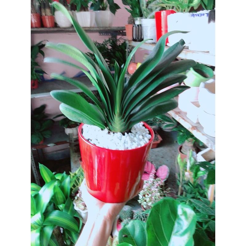 Chậu Cây Lan Quân Tử