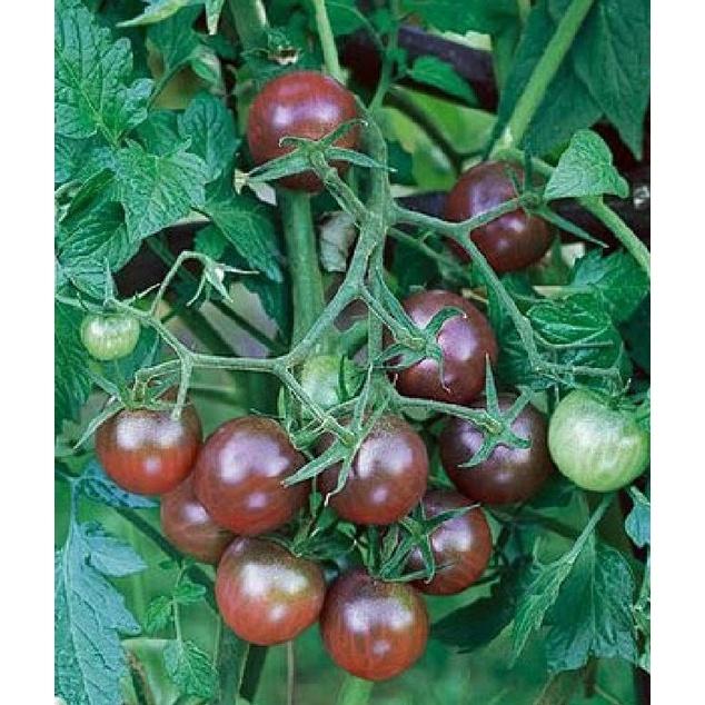 Combo 2 gói Hạt giống cà chua socola chùm dể trồng f1- gói 20 hạt-tặng kèm gói phân bón lót