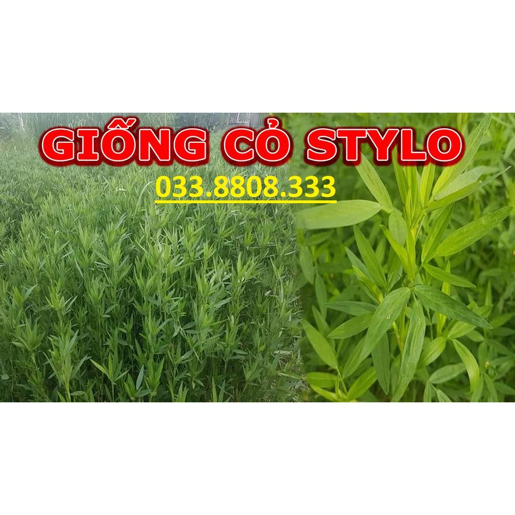 Hạt Cỏ Chăn Nuôi STYLO - Cỏ Họ Đậu  - Cỏ Chăn Nuôi- Hạt Giống Cỏ Chăn Nuôi