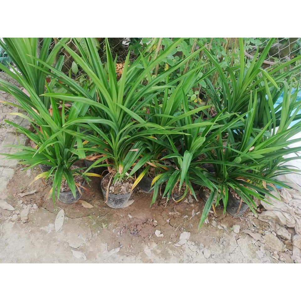 CÂY GIỐNG LÁ NẾP