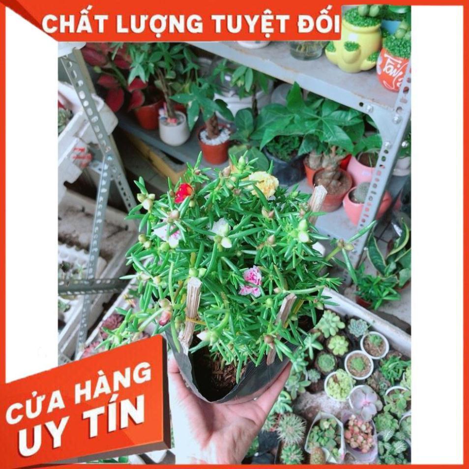 Hoa 10 Giờ Đẹp