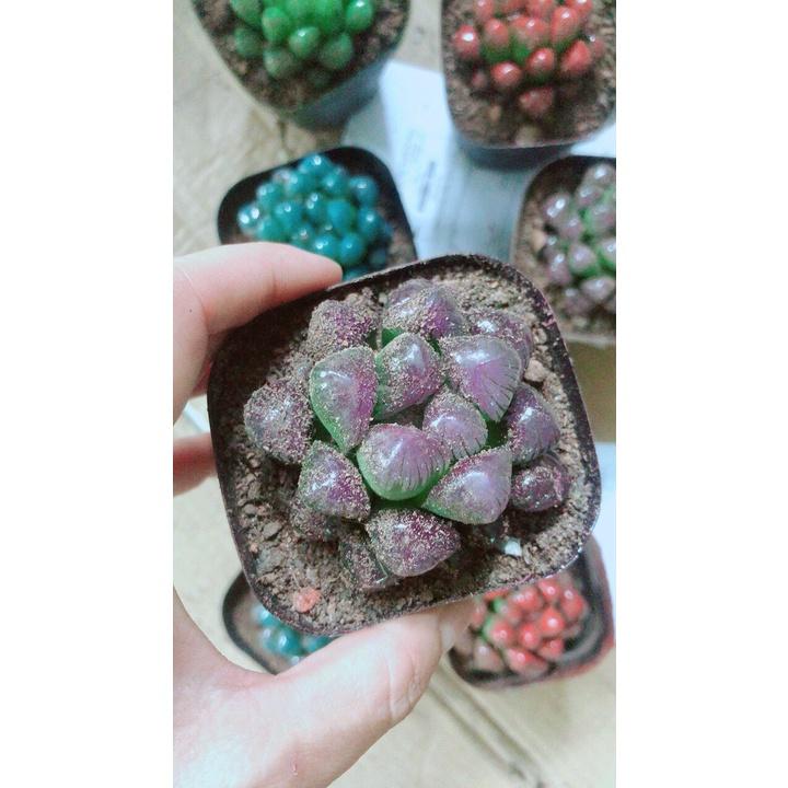 Chậu Sen Kim Cương Copi