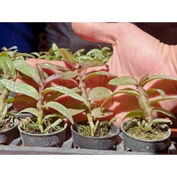 Sản Phẩm Hoa phong lan- giả hạc mắt cua