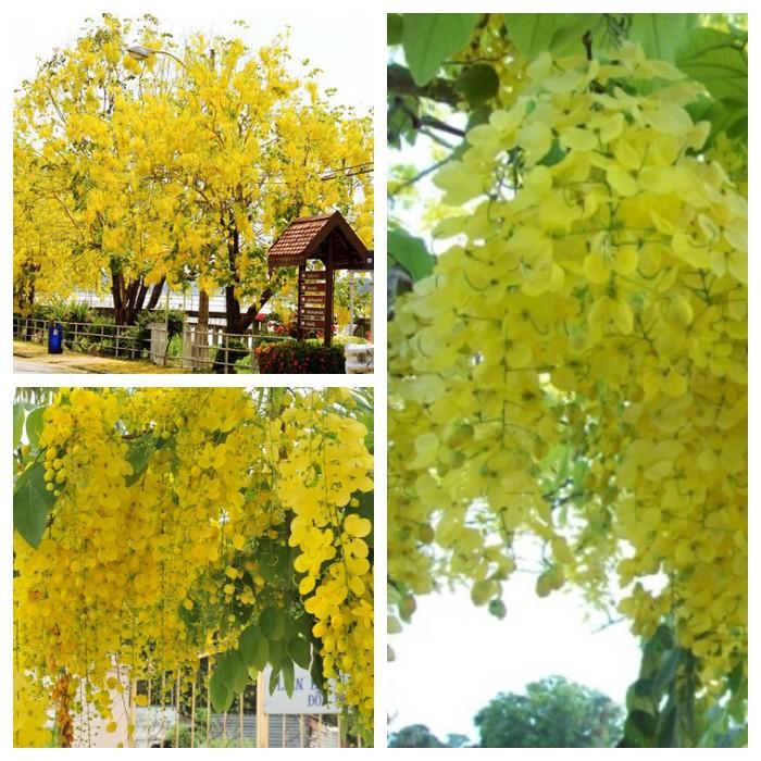 Hạt giống hoa Muồng Hoàng Yến 20 hạt/gói
