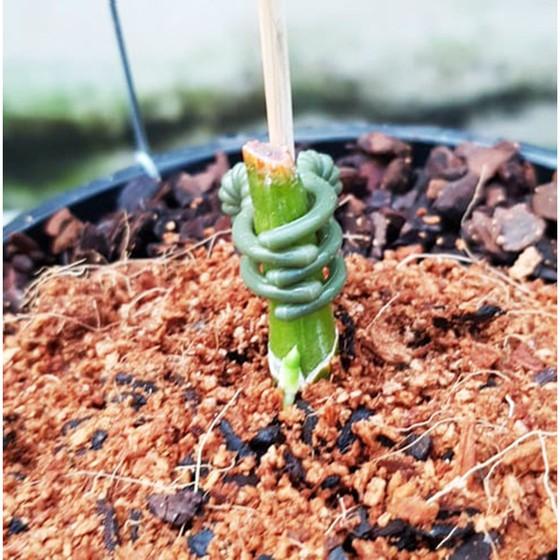 Rooting Powder hàng chính hãng nhập Mỹ lọ 35g - Bột siêu kích rễ cho cây, Lan