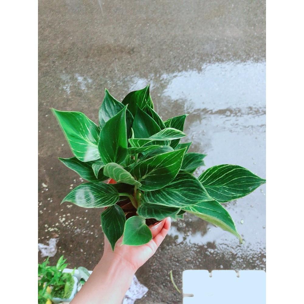 Cây Trầu Bà Cẩm Thạch Hay Trầu Bà Kim Cương Hoặc PHILODENDRON BIRKIN