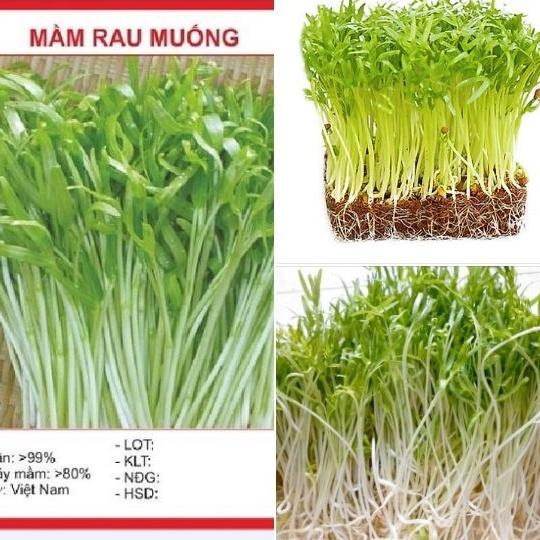 Combo 2 gói Hạt Giống Mầm Rau Muống Thái Lan-gói 50 gram
