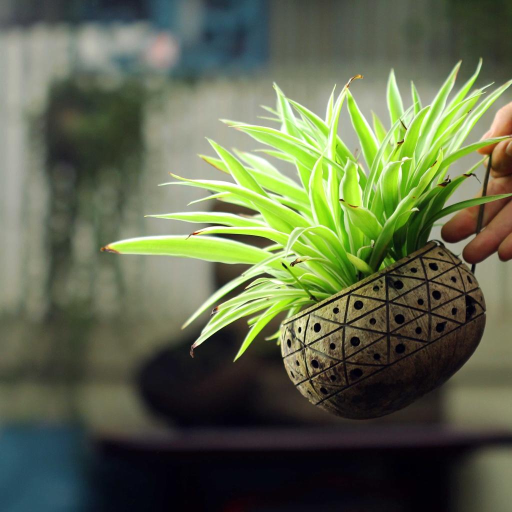 Gáo dừa thô TRỒNG LAN I CÂY CẢNH