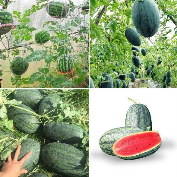Hạt giống dưa hấu quả dài ruột đỏ-gói 10 hạt-tặng kèm gói phân bón lót