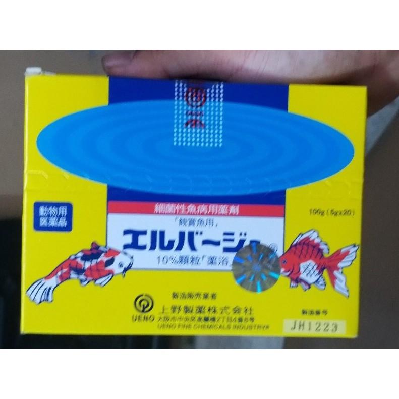 Tetra Nhật cho cá cảnh