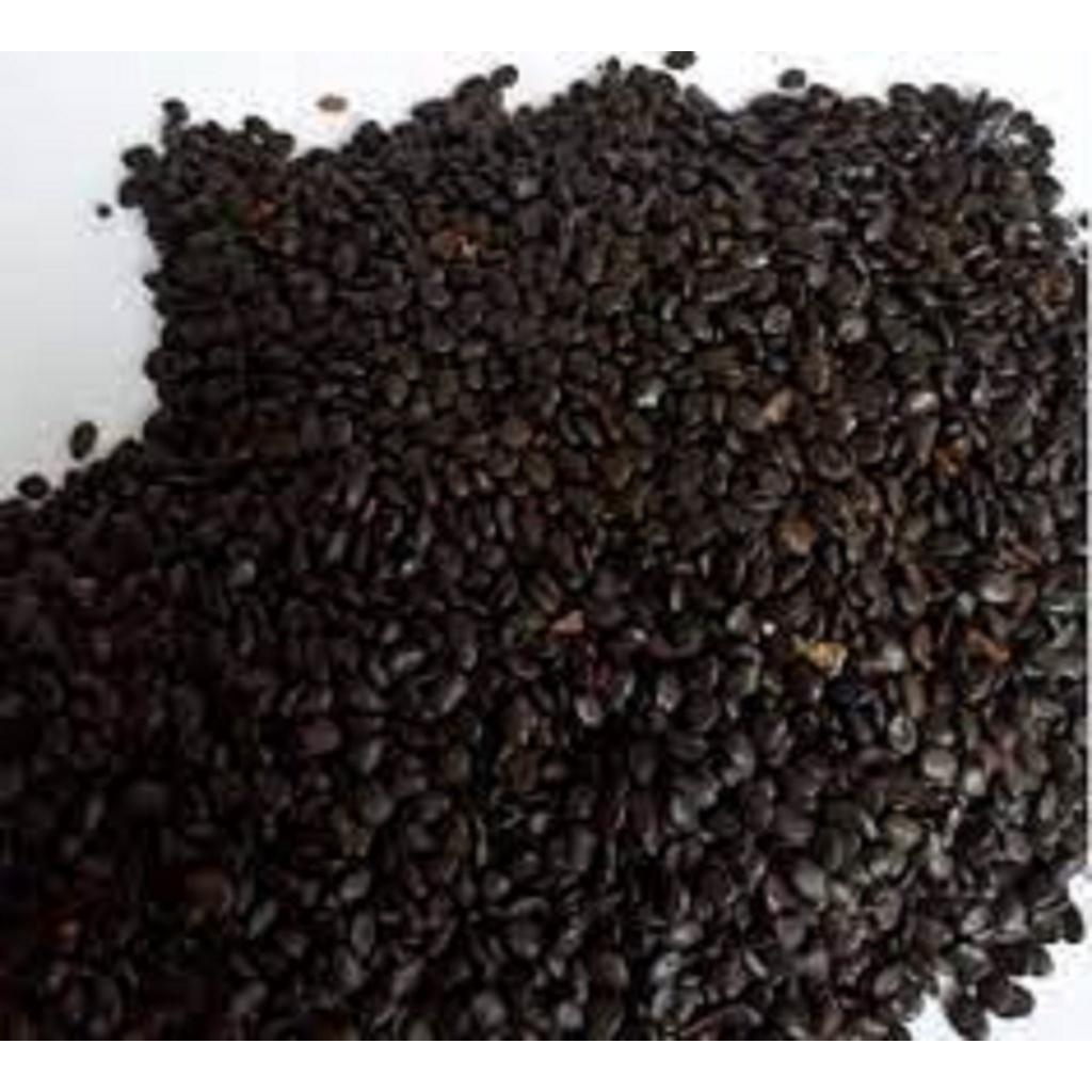 CÂY GIỐNG KEO LAI .