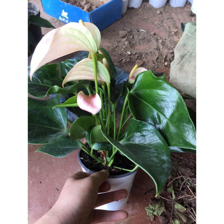 Chậu cây hồng môn MÀU VÀNG, cây phong thủy để bàn cho gia chủ vượng khí , nhiều tài lộc