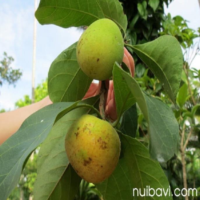 Cây chay giống siêu quả