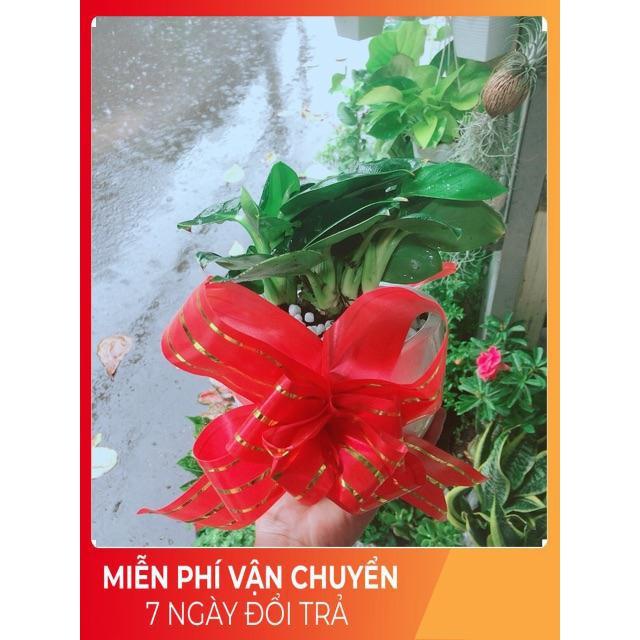 Chậu Trầu Bà Đế Vương Xanh