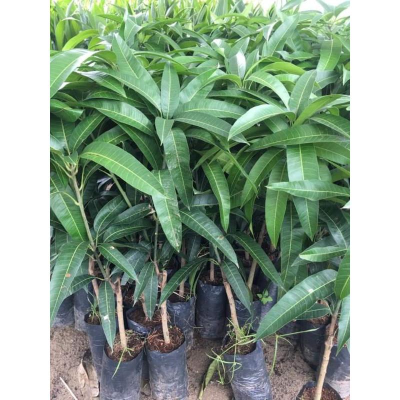 Cây giống xoài thái tím