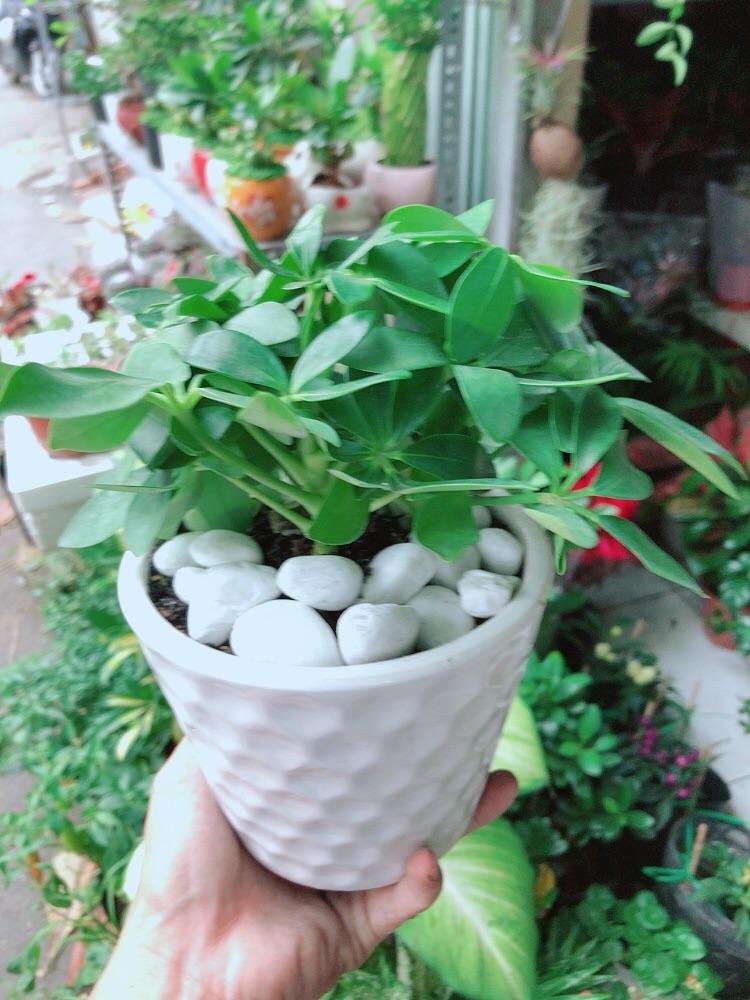 Chậu Cây Ngũ Gia Bì