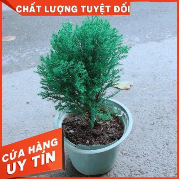 Tùng Bồng Lai