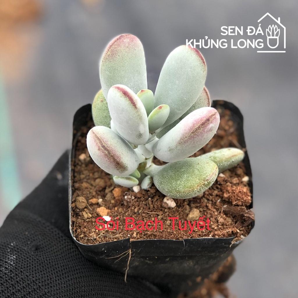 Sen Đá Sỏi Bạch Tuyết - Cotyledon Orbiculata CV