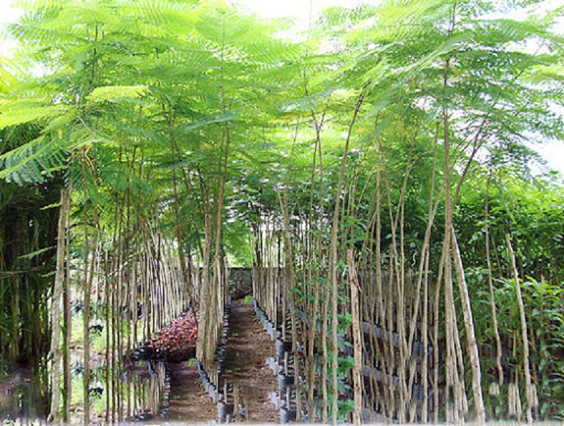 Cây giống phượng đỏ, giống nguyên bầu, cây đẹp