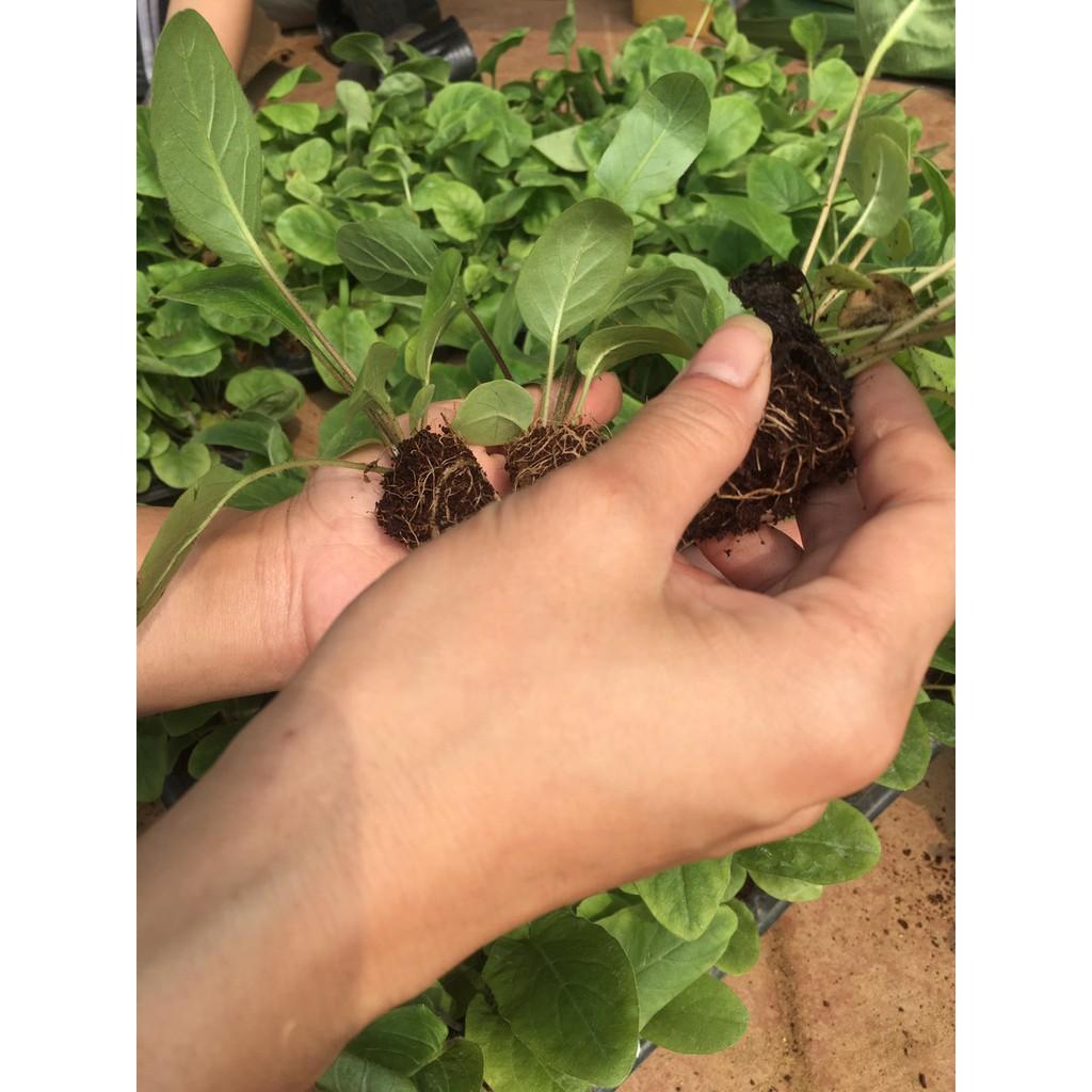 CHẬU HOA ĐỒNG TIỀN HÀ LAN CÁNH KÉP ĐỦ MÀU SIÊU ĐẸP