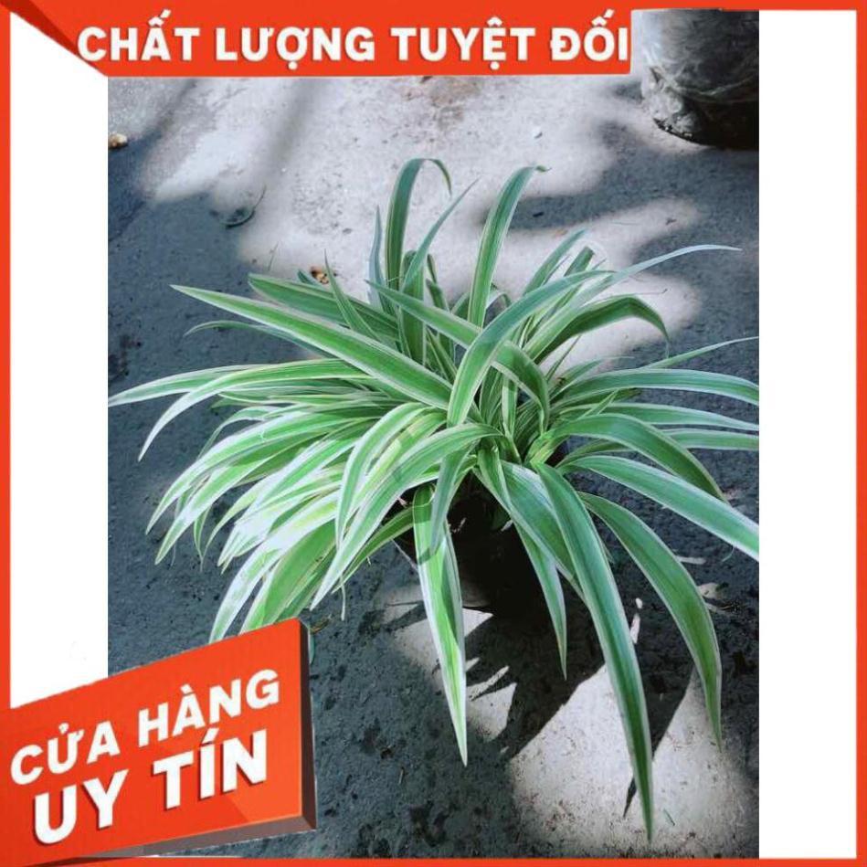 Cây Lan Chi Nhiều Người Mua