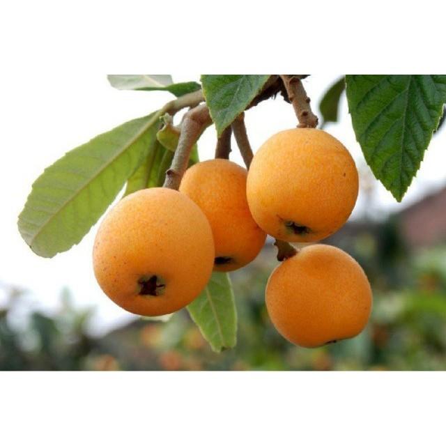Cây Biwa giống năng suất cao