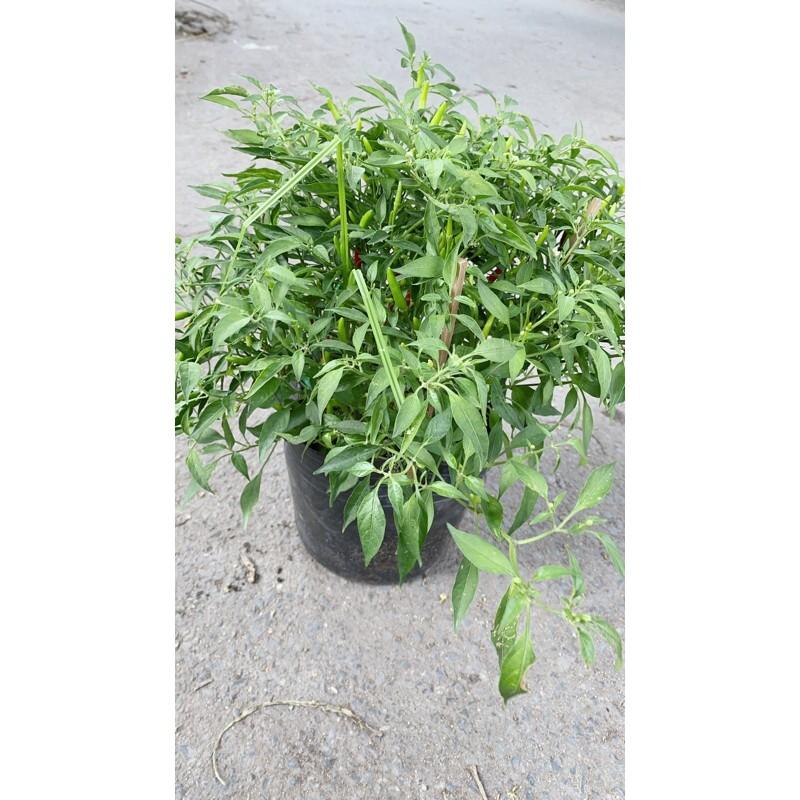 Bụi Ớt Hiểm