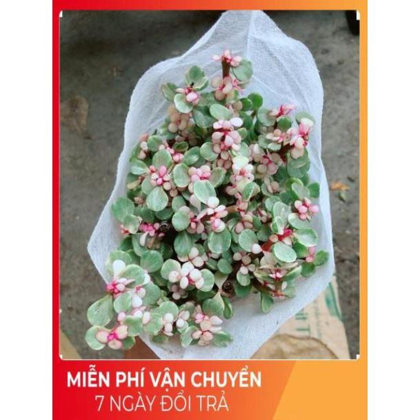 Đô La Hồng