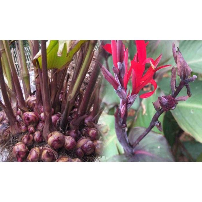 1 củ giống, 1 cây giống dong riềng đỏ - cây giống