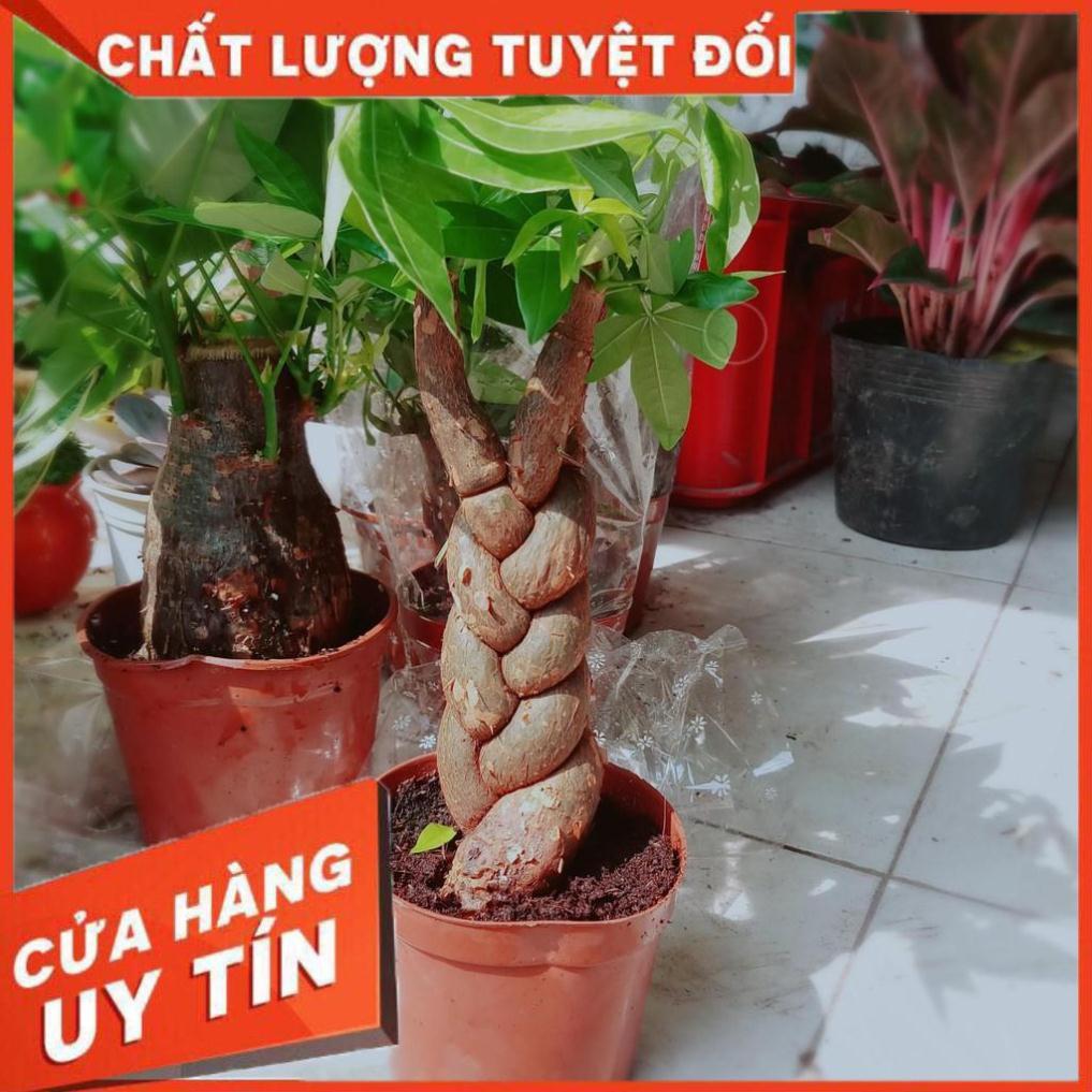Kim ngân thắt bím 3 thân Nhiều Người Mua