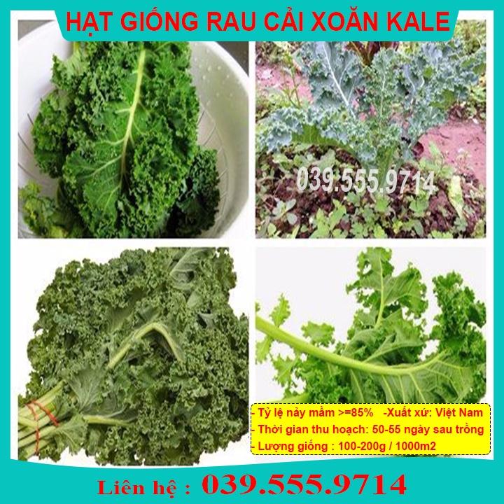 HẠT GIỐNG CẢI KALE XOĂN XANH - CẢI ÍT SÂU DỄ TRỒNG DINH DƯỠNG CAO