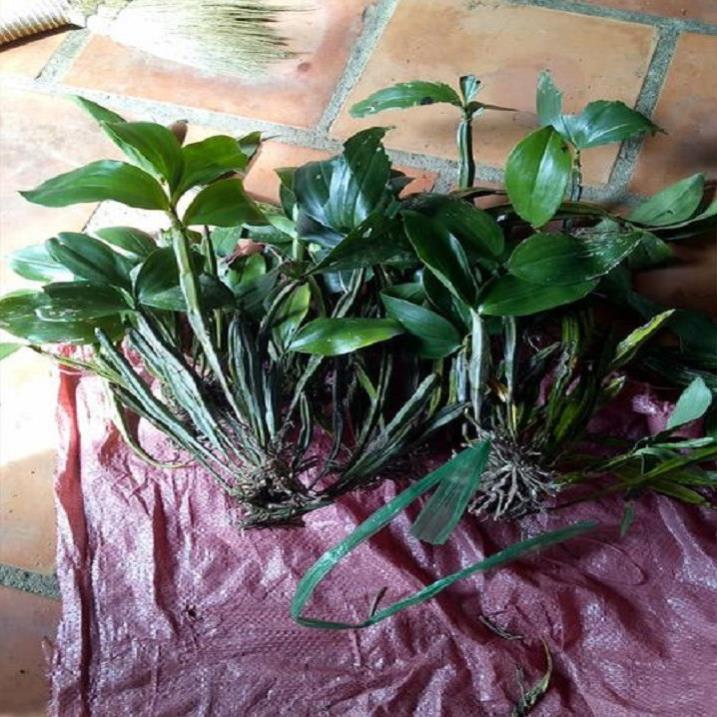 Hoa lan kiều tím- kiều thuỷ tiên