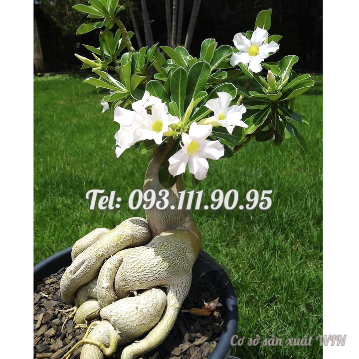 Hạt giống hoa sứ kép Thái Lan Bonsai màu trắng - Bịch 10 hạt – Mã số 1755