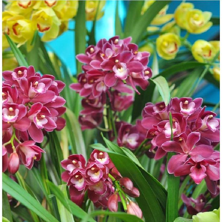 Combo 2 Củ hoa địa lan santo hoa màu tím