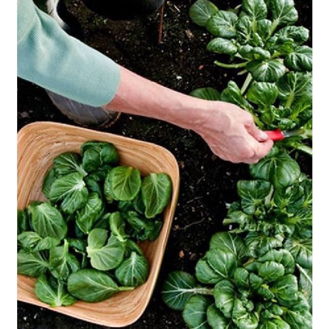 Combo 3 gói hạt giống rau cải hoa hồng xanh-gói 30 hạt-tặng kèm gói phân bón lót