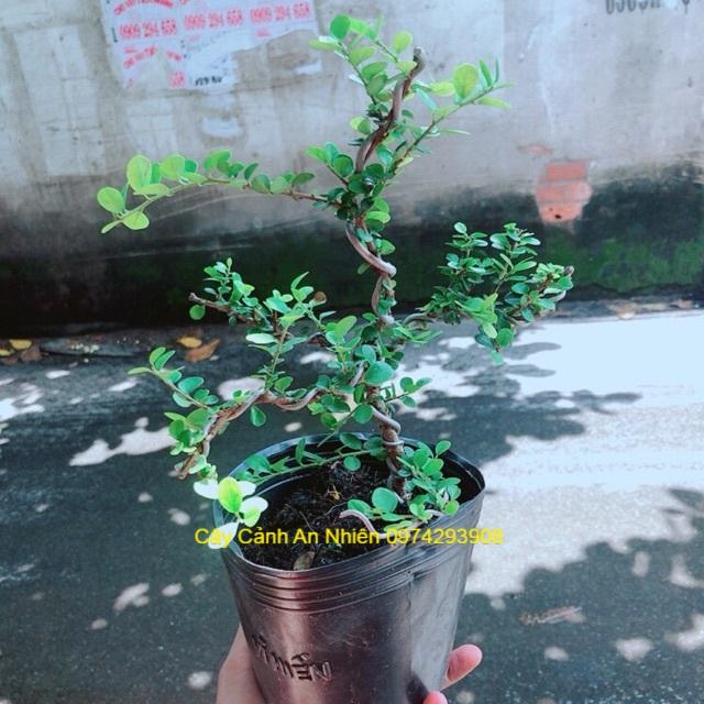 Linh Sam Núi Bonsai