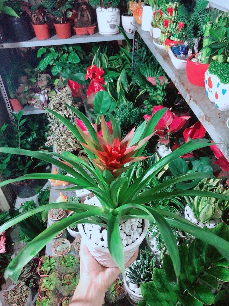 Chậu Cây Phong Lộc Hoa