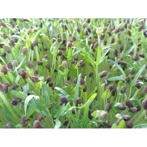 Hạt Giống Mầm Rau Muống, Rau Mầm 100 Gram Rạng Đông