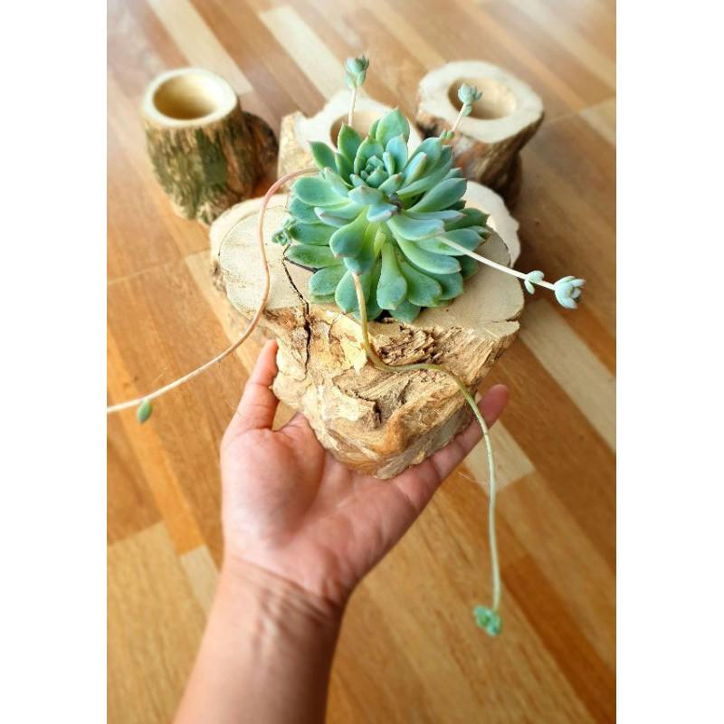 Chậu gỗ tự nhiên trồng sen đá