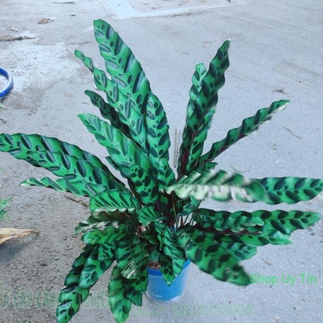 Đuôi Công Xanh