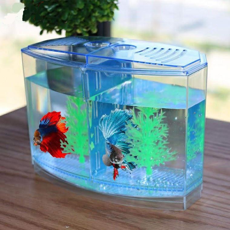 Combo 02 Bể cá betta mini 2 ngăn tháo lắp - Hồ cá betta