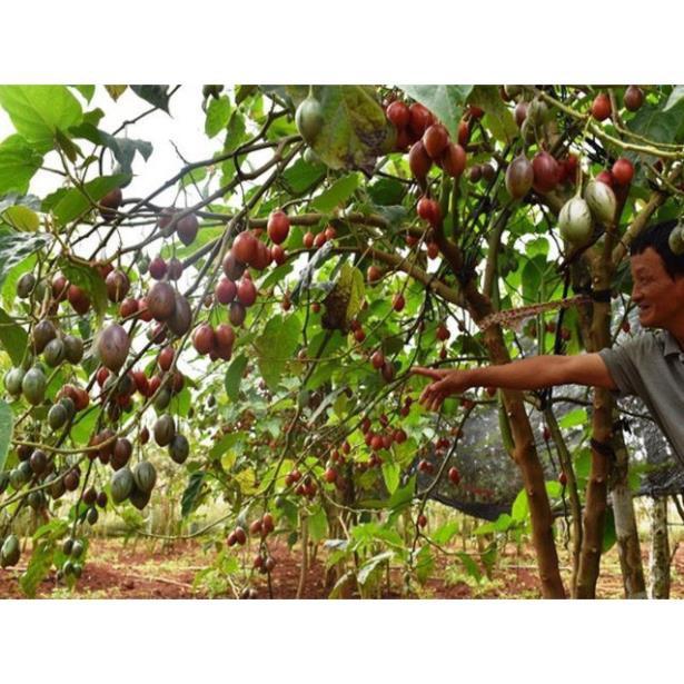 CÂY GIỐNG CÀ CHUA THÂN GỖ