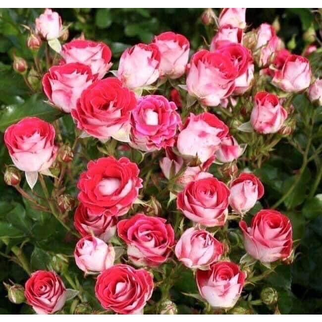 Hoa hồng ngoại Rubi Kim Cương Rose cực Hot