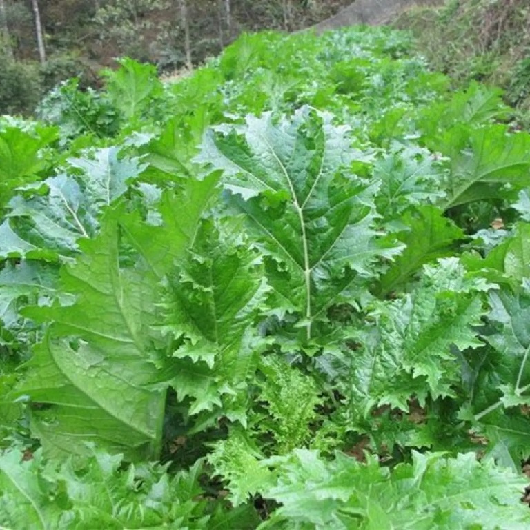 Hạt giống cải Mèo Tây Bắc giống to khỏe VTP203