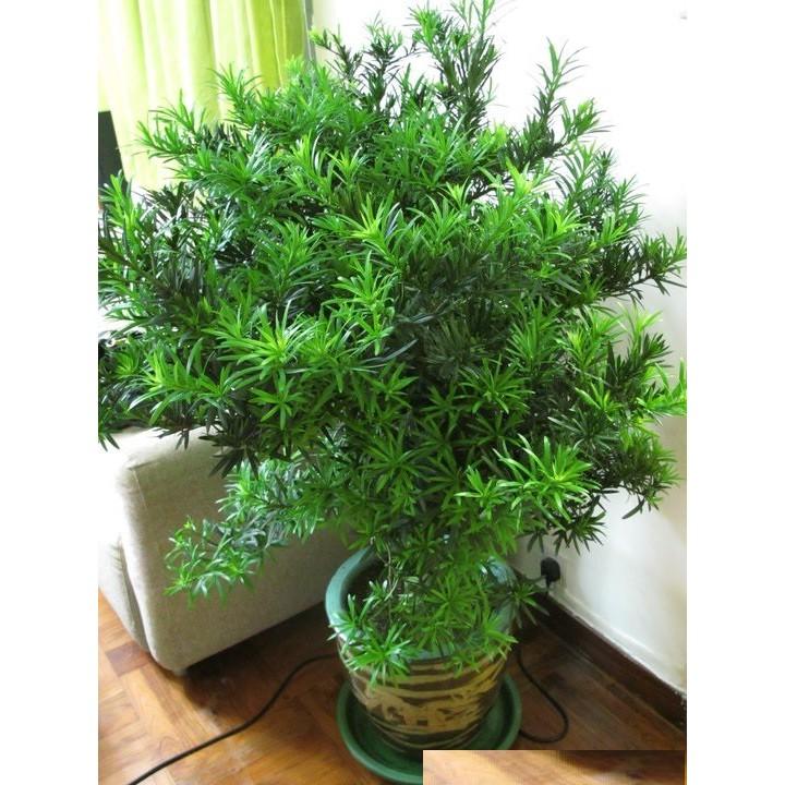 Combo 04 cây giống TÙNG LA HÁN - CÂY BONSAI - SIÊU ĐẸP GIÁ SIÊU RẺ