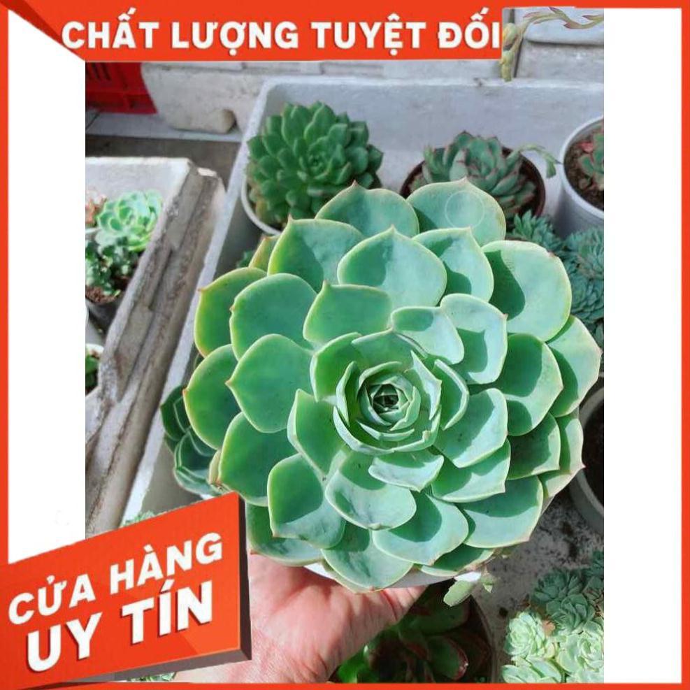 Sen đá xanh đất Nhiều Người Mua