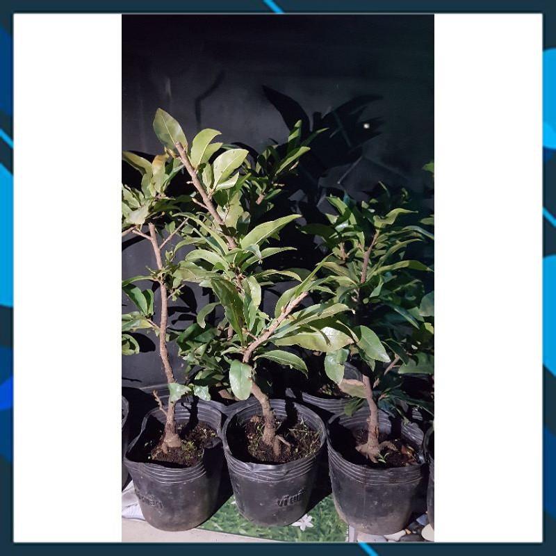 Cây Mai Giảo Giống Bến Tre Sai Hoa, Nhiều Cảnh Đẹp Chơi Tết SAMSON GARDEN