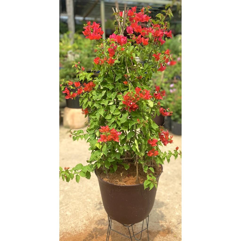 Chậu hoa giấy Thái màu đỏ cờ